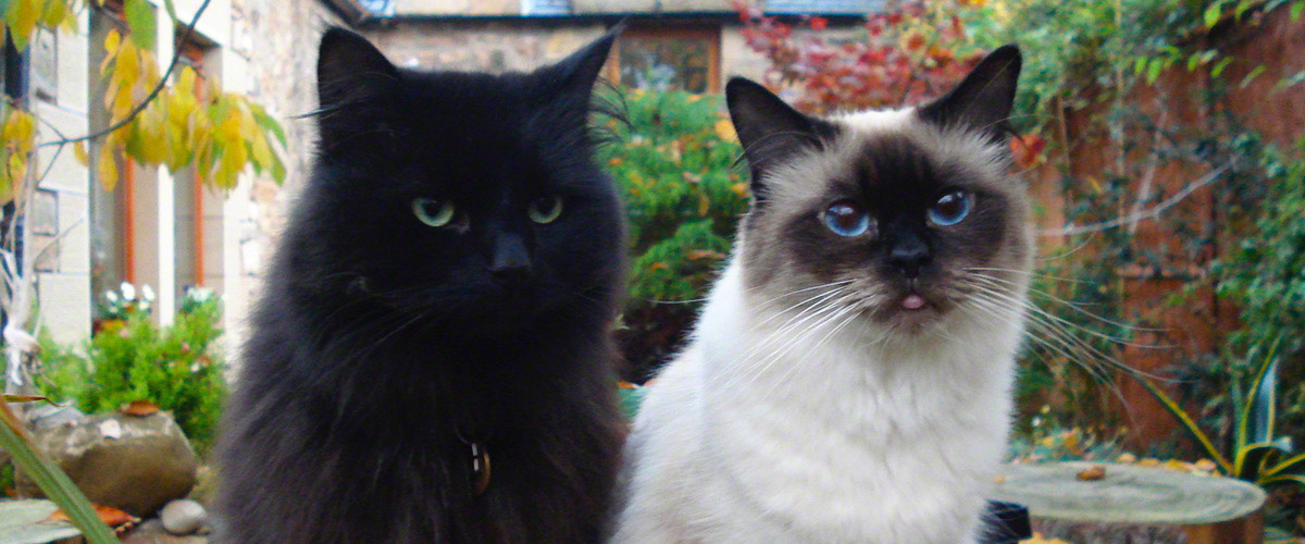 Cats - Bordin and Aria