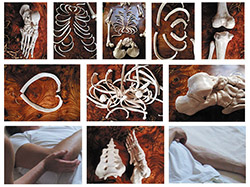 Spirit of Anatomy