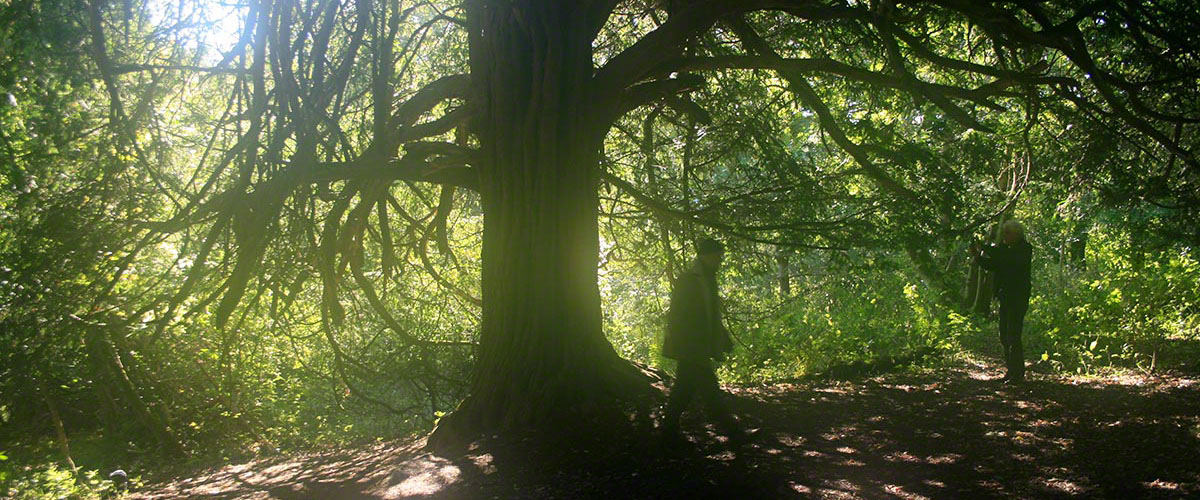 Yew Tree Mysteries