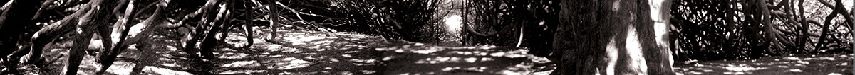 yew tree panorama